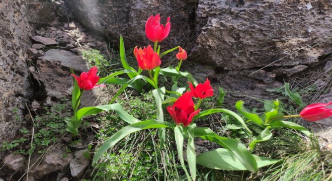 Doğu Anadolu Doğa Harikaları: 8 - Muş 1071 Lalesi